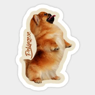 Pekingese dog Sticker